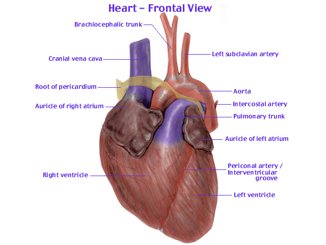 Angioprim is a safe way to reduce Arterial plaque in your arteries and veins.